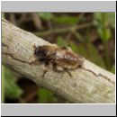 Laphria flava - Mordfliege 07.jpg